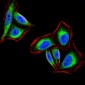 PTPN1 Antibody
