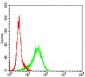 GSK3B Antibody