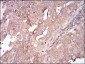 SERPINA3 Antibody