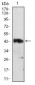 SERPINA3 Antibody