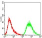 PDK2 Antibody