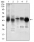 PDK2 Antibody