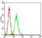 CTNNBL1 Antibody