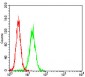 WT1 Antibody