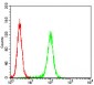 EIF5A Antibody