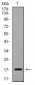 EIF5A Antibody