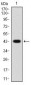 CCNA2 Antibody