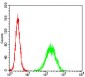 TCL1A Antibody