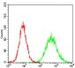 CSNK2B Antibody