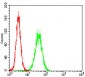 APBB1IP Antibody