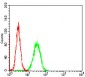 APBB1IP Antibody