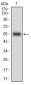 PTPN1 Antibody