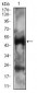 PTPN1 Antibody