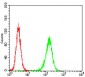 MuRF1 Antibody