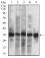 CASP-7 Antibody