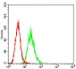 CD6 Antibody