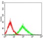 SNAI2 Antibody