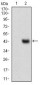 SNAI2 Antibody