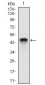 ANPEP Antibody