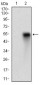 CD38 Antibody