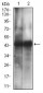 CD38 Antibody