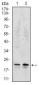 NME2 Antibody