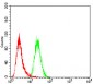 EIF5A Antibody