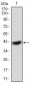 EIF5A Antibody