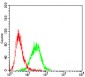 CD6 Antibody