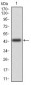 CD6 Antibody