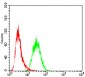 GAB1 Antibody