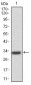 GAB1 Antibody