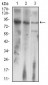 LHCGR Antibody
