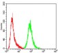 ANXA5 Antibody