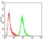 ANXA5 Antibody