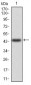 ANXA5 Antibody