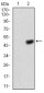 ANXA5 Antibody