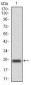 NOX4 Antibody