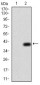 NOX4 Antibody