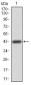 ERBB4 Antibody