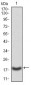 CASP3 Antibody