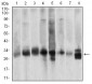 CASP3 Antibody