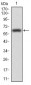 VAV2 Antibody