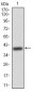 WTAP Antibody