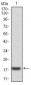 CASP3 Antibody