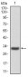 P2RY13 Antibody