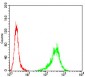 TUBB1 Antibody