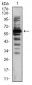 TIP60 Antibody