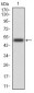 EZR Antibody