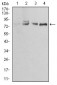 EZR Antibody